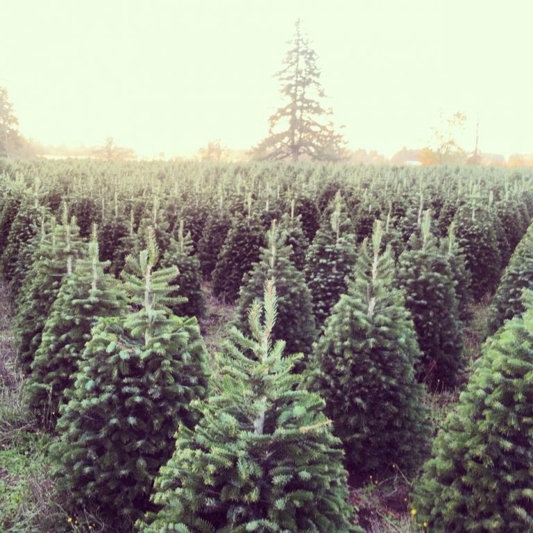 Christmas Trees for sale Mikey's Christmas Trees for sale