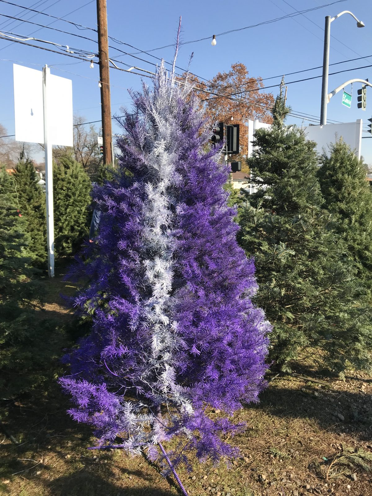 Christmas trees for sale (2) - Mikey's Christmas Trees for sale