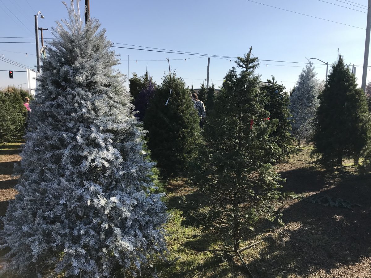Mikey's Christmas Trees for sale - Christmas Tree Lot and Farm