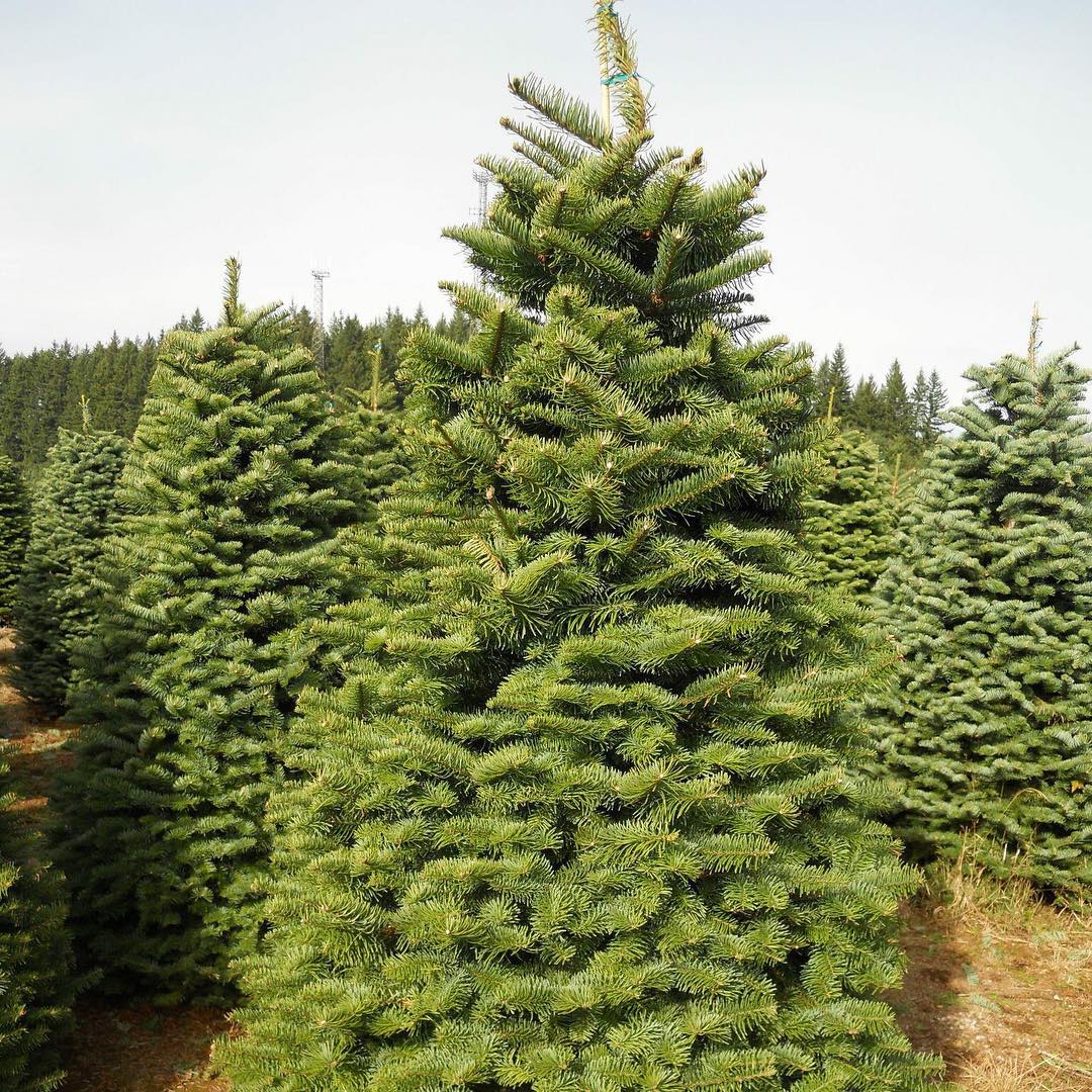 Christmas Trees for sale sacrmento Mikey's Christmas Trees for sale