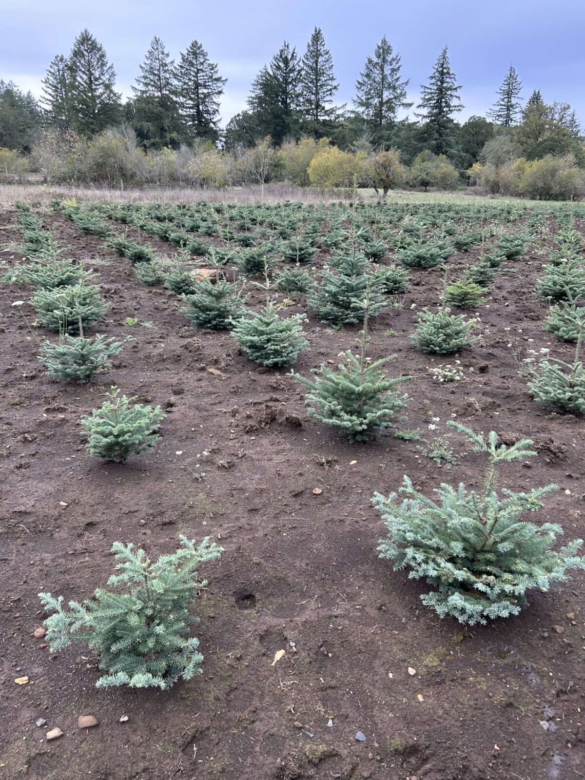 Mikey's Christmas Trees for sale - Christmas Tree Lot and Farm