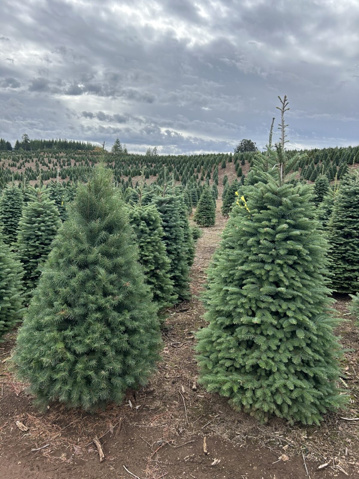 Mikey's Christmas Trees for sale - Christmas Tree Lot and Farm