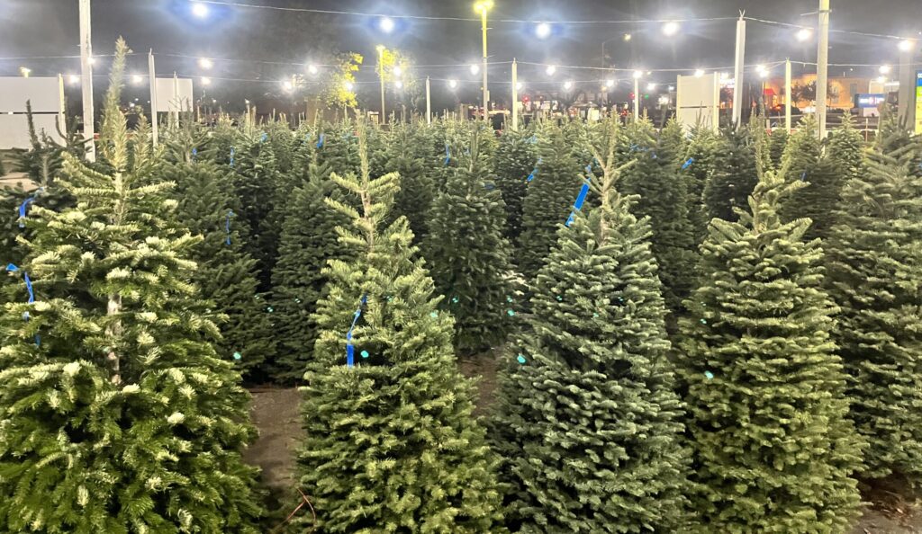 Christmas Trees for sale Sacramento